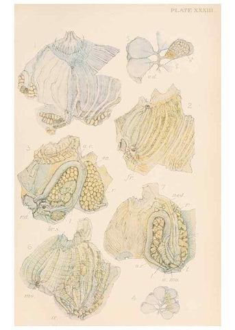 Reproducción/Reproduction 49552169956: The British Tunicata;. London,Printed for the Ray society,1905-12.. 
