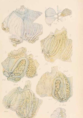 Reproducción/Reproduction 49552169956: The British Tunicata;. London,Printed for the Ray society,1905-12.. 