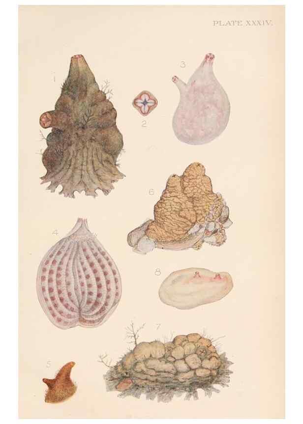 Reproducción/Reproduction 49552408312: The British Tunicata;. London,Printed for the Ray society,1905-12.. 