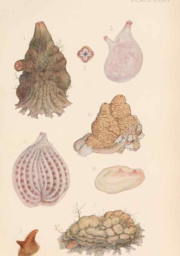 Reproducción/Reproduction 49552408312: The British Tunicata;. London,Printed for the Ray society,1905-12.. 