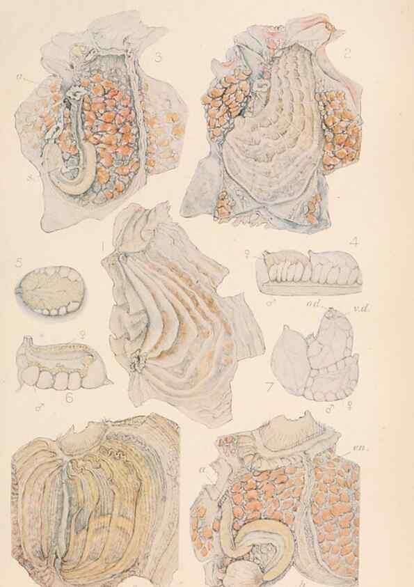 Reproducción/Reproduction 49551674538: The British Tunicata;. London,Printed for the Ray society,1905-12.. 