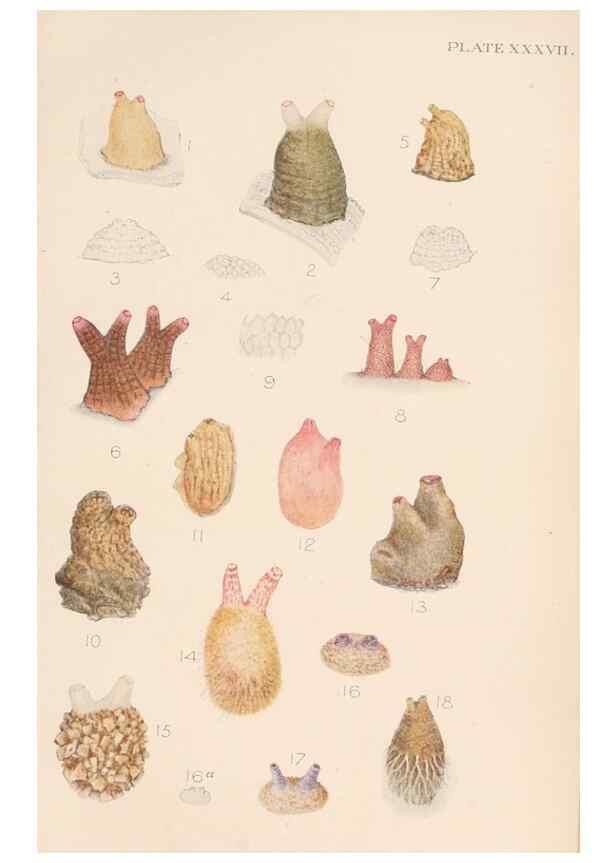 Reproducción/Reproduction 49551674843: The British Tunicata;. London,Printed for the Ray society,1905-12.. 