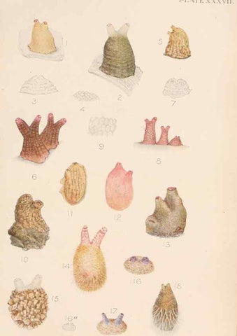 Reproducción/Reproduction 49551674843: The British Tunicata;. London,Printed for the Ray society,1905-12.. 