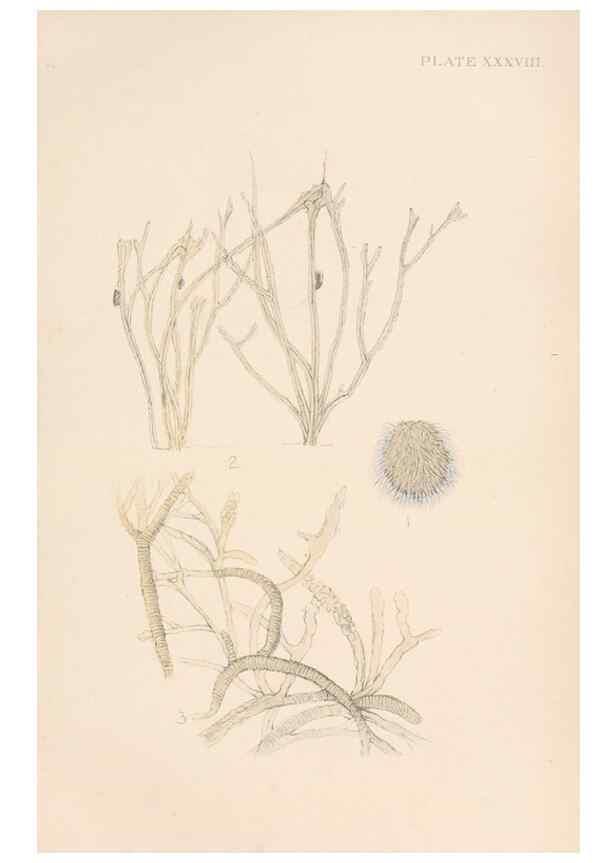 Reproducción/Reproduction 49552409282: The British Tunicata;. London,Printed for the Ray society,1905-12.. 