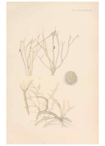 Reproducción/Reproduction 49552409282: The British Tunicata;. London,Printed for the Ray society,1905-12.. 