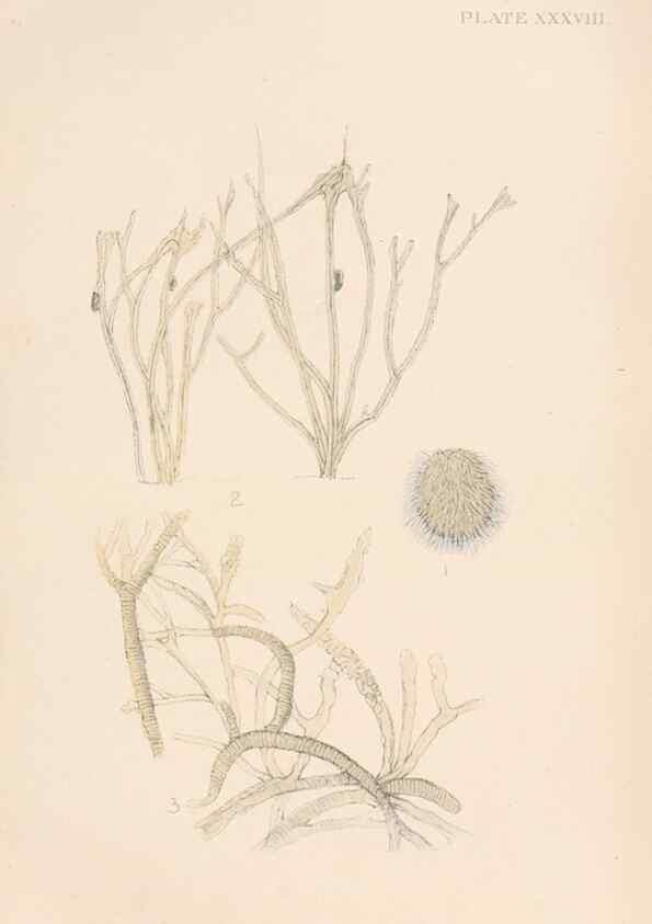 Reproducción/Reproduction 49552409282: The British Tunicata;. London,Printed for the Ray society,1905-12.. 