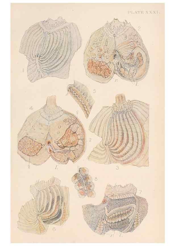 Reproducción/Reproduction 49552169391: The British Tunicata;. London,Printed for the Ray society,1905-12.. 