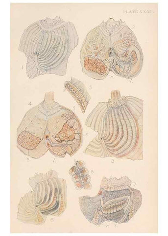 Reproducción/Reproduction 49552169391: The British Tunicata;. London,Printed for the Ray society,1905-12.. 