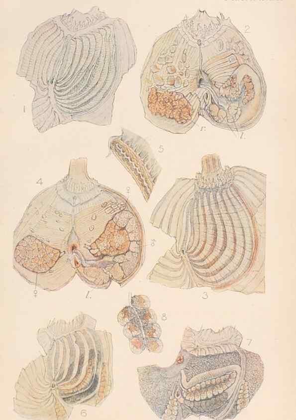Reproducción/Reproduction 49552169391: The British Tunicata;. London,Printed for the Ray society,1905-12.. 