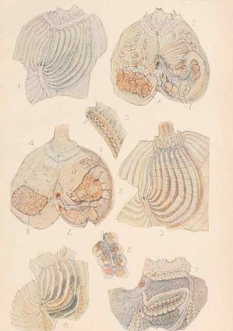 Reproducción/Reproduction 49552169391: The British Tunicata;. London,Printed for the Ray society,1905-12.. 