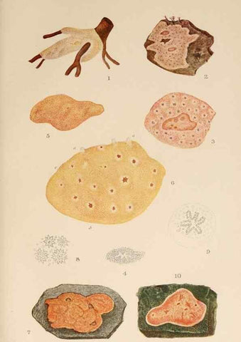Reproducción/Reproduction 49551718333: The British Tunicata;. London,Printed for the Ray society,1905-12.. 