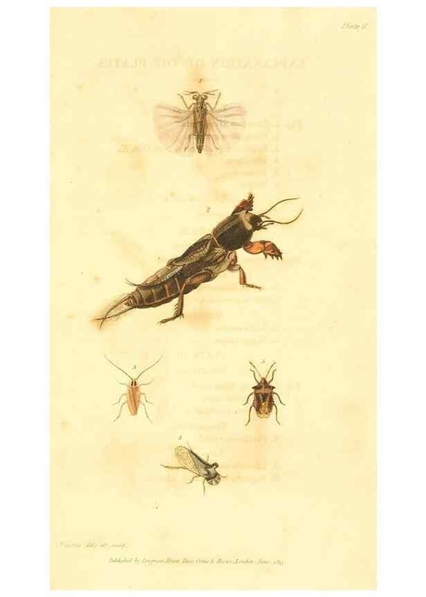 Reproducción/Reproduction 49535281552: An introduction to entomology, or, Elements of the natural history of insects : with plates /. London :Printed for Longman, Hurst, Rees, Orme, and Brown,1816-1826.. 