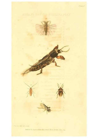 Reproducción/Reproduction 49535281552: An introduction to entomology, or, Elements of the natural history of insects : with plates /. London :Printed for Longman, Hurst, Rees, Orme, and Brown,1816-1826.. 