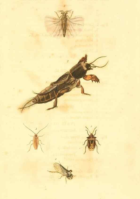 Reproducción/Reproduction 49535281552: An introduction to entomology, or, Elements of the natural history of insects : with plates /. London :Printed for Longman, Hurst, Rees, Orme, and Brown,1816-1826.. 