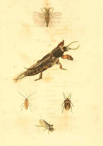 Reproducción/Reproduction 49535281552: An introduction to entomology, or, Elements of the natural history of insects : with plates /. London :Printed for Longman, Hurst, Rees, Orme, and Brown,1816-1826.. 