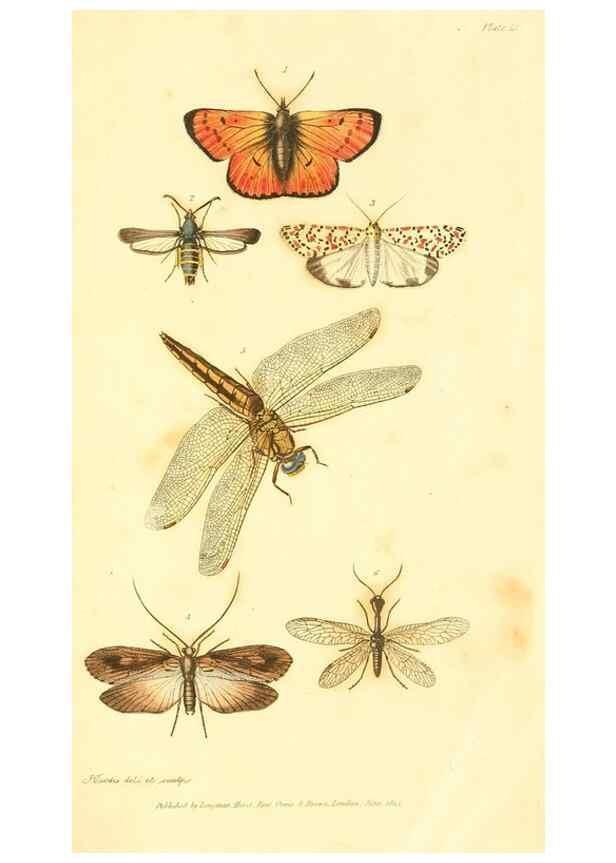Reproducción/Reproduction 49535054641: An introduction to entomology, or, Elements of the natural history of insects : with plates /. London :Printed for Longman, Hurst, Rees, Orme, and Brown,1816-1826.. 