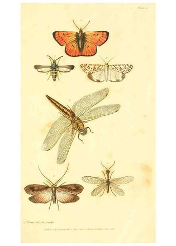 Reproducción/Reproduction 49535054641: An introduction to entomology, or, Elements of the natural history of insects : with plates /. London :Printed for Longman, Hurst, Rees, Orme, and Brown,1816-1826.. 