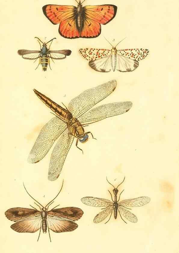 Reproducción/Reproduction 49535054641: An introduction to entomology, or, Elements of the natural history of insects : with plates /. London :Printed for Longman, Hurst, Rees, Orme, and Brown,1816-1826.. 