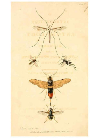 Reproducción/Reproduction 49535077061: An introduction to entomology, or, Elements of the natural history of insects : with plates /. London :Printed for Longman, Hurst, Rees, Orme, and Brown,1816-1826.. 