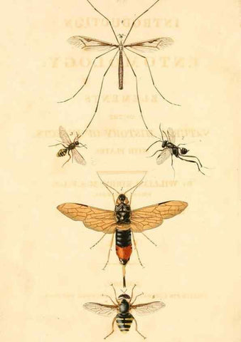 Reproducción/Reproduction 49535077061: An introduction to entomology, or, Elements of the natural history of insects : with plates /. London :Printed for Longman, Hurst, Rees, Orme, and Brown,1816-1826.. 