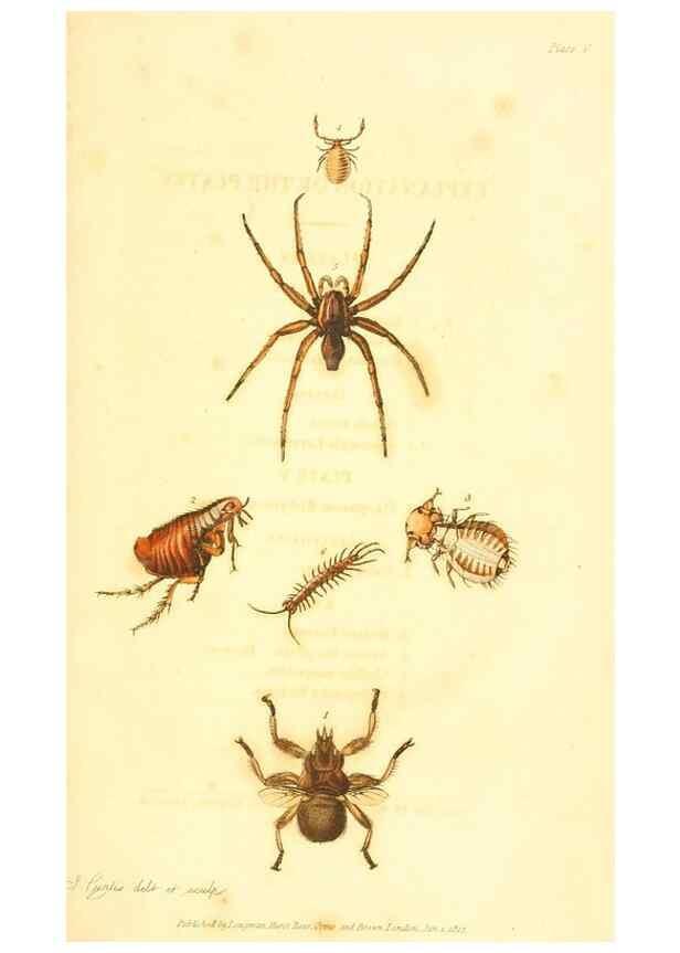 Reproducción/Reproduction 49535305192: An introduction to entomology, or, Elements of the natural history of insects : with plates /. London :Printed for Longman, Hurst, Rees, Orme, and Brown,1816-1826.. 