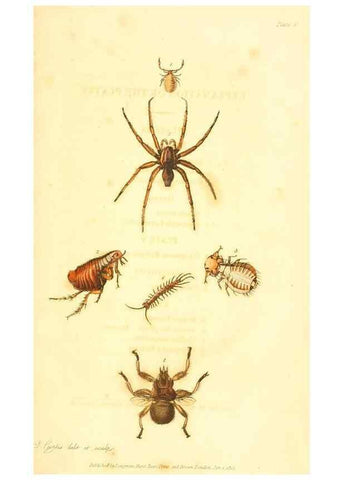 Reproducción/Reproduction 49535305192: An introduction to entomology, or, Elements of the natural history of insects : with plates /. London :Printed for Longman, Hurst, Rees, Orme, and Brown,1816-1826.. 