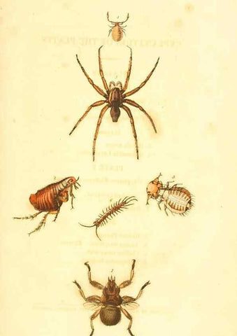 Reproducción/Reproduction 49535305192: An introduction to entomology, or, Elements of the natural history of insects : with plates /. London :Printed for Longman, Hurst, Rees, Orme, and Brown,1816-1826.. 