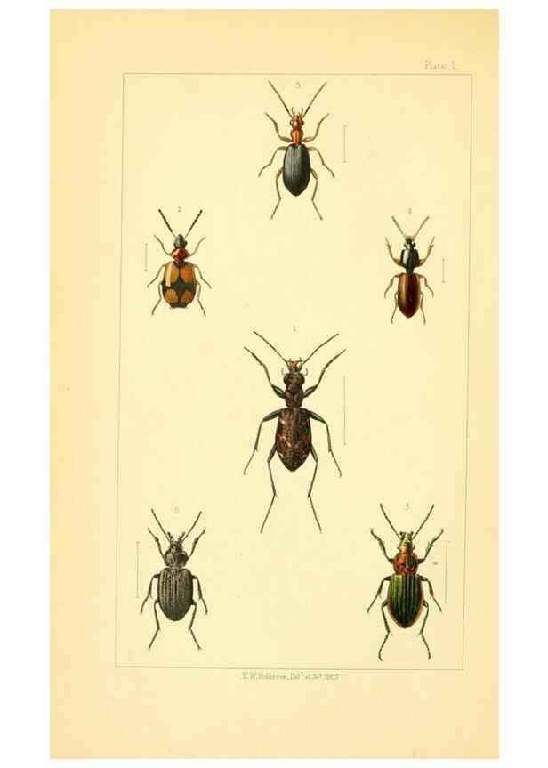 Reproducción/Reproduction 49534631298: British beetles: an introduction to the study of our indigenous Coleoptera.. London,L. Reeve & Co.,1866.. 