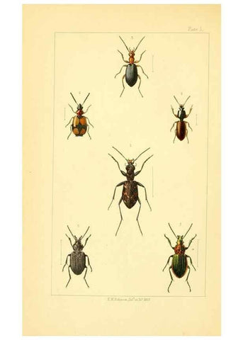 Reproducción/Reproduction 49534631298: British beetles: an introduction to the study of our indigenous Coleoptera.. London,L. Reeve & Co.,1866.. 