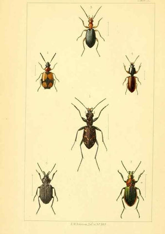 Reproducción/Reproduction 49534631298: British beetles: an introduction to the study of our indigenous Coleoptera.. London,L. Reeve & Co.,1866.. 