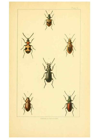 Reproducción/Reproduction 49535127171: British beetles: an introduction to the study of our indigenous Coleoptera.. London,L. Reeve & Co.,1866.. 