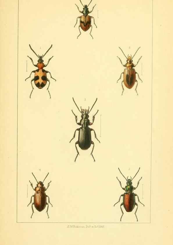 Reproducción/Reproduction 49535127171: British beetles: an introduction to the study of our indigenous Coleoptera.. London,L. Reeve & Co.,1866.. 