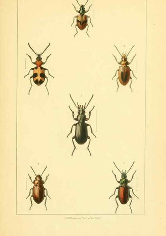Reproducción/Reproduction 49535127171: British beetles: an introduction to the study of our indigenous Coleoptera.. London,L. Reeve & Co.,1866.. 
