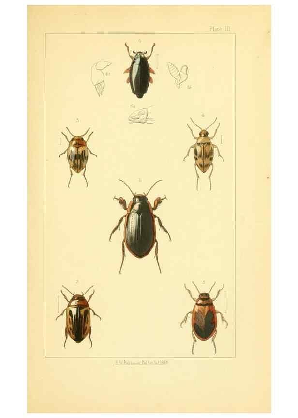 Reproducción/Reproduction 49535355992: British beetles: an introduction to the study of our indigenous Coleoptera.. London,L. Reeve & Co.,1866.. 