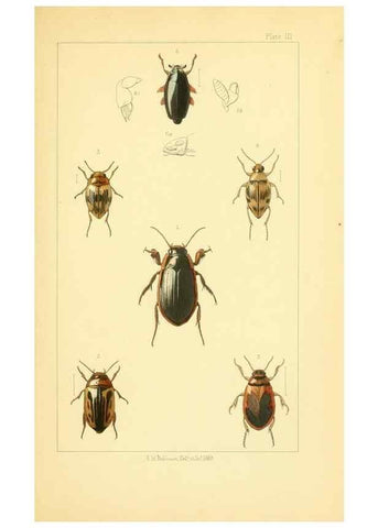 Reproducción/Reproduction 49535355992: British beetles: an introduction to the study of our indigenous Coleoptera.. London,L. Reeve & Co.,1866.. 