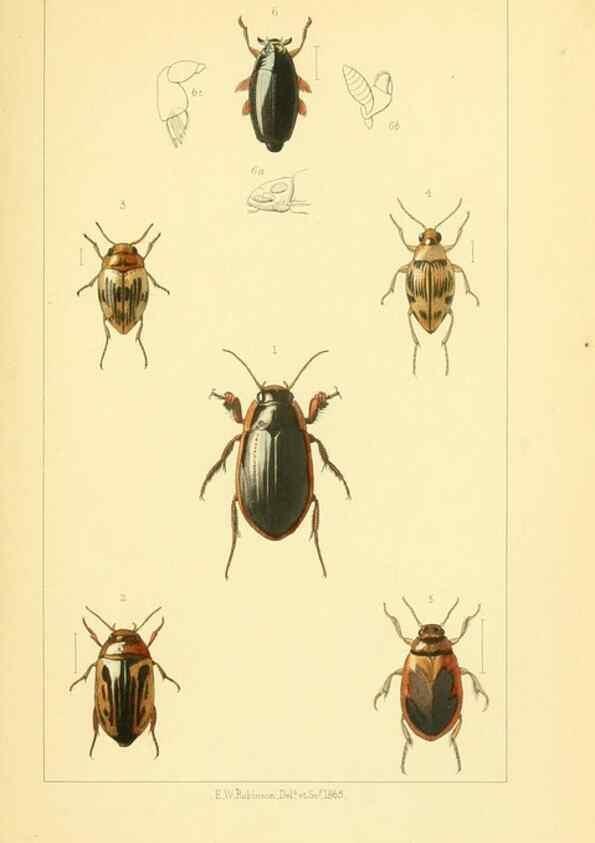 Reproducción/Reproduction 49535355992: British beetles: an introduction to the study of our indigenous Coleoptera.. London,L. Reeve & Co.,1866.. 