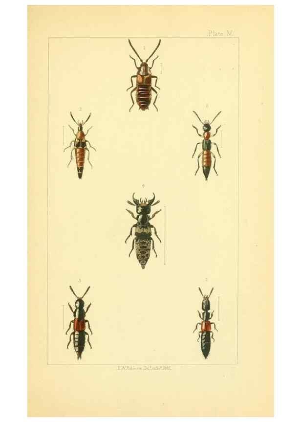 Reproducción/Reproduction 49535127701: British beetles: an introduction to the study of our indigenous Coleoptera.. London,L. Reeve & Co.,1866.. 