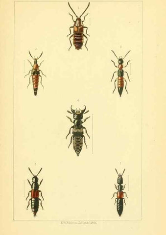 Reproducción/Reproduction 49535127701: British beetles: an introduction to the study of our indigenous Coleoptera.. London,L. Reeve & Co.,1866.. 
