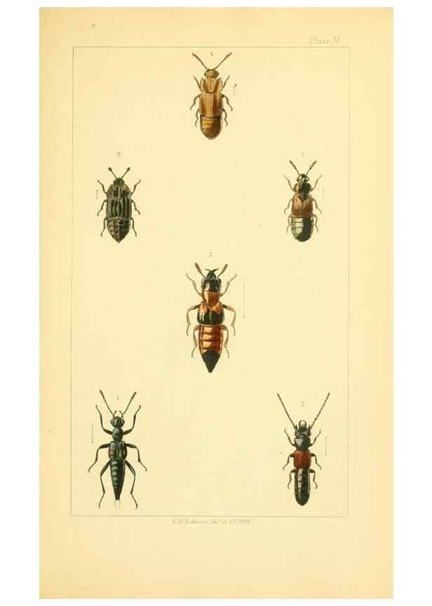 Reproducción/Reproduction 49535356667: British beetles: an introduction to the study of our indigenous Coleoptera.. London,L. Reeve & Co.,1866.. 