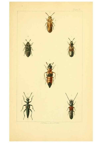 Reproducción/Reproduction 49535356667: British beetles: an introduction to the study of our indigenous Coleoptera.. London,L. Reeve & Co.,1866.. 