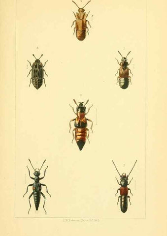 Reproducción/Reproduction 49535356667: British beetles: an introduction to the study of our indigenous Coleoptera.. London,L. Reeve & Co.,1866.. 
