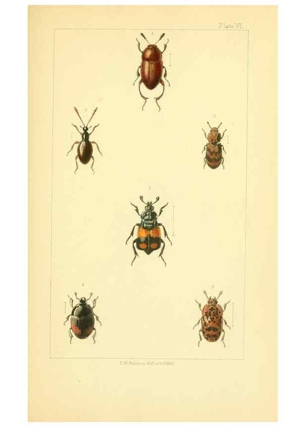 Reproducción/Reproduction 49535128176: British beetles: an introduction to the study of our indigenous Coleoptera.. London,L. Reeve & Co.,1866.. 