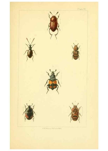 Reproducción/Reproduction 49535128176: British beetles: an introduction to the study of our indigenous Coleoptera.. London,L. Reeve & Co.,1866.. 