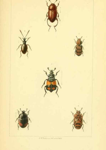 Reproducción/Reproduction 49535128176: British beetles: an introduction to the study of our indigenous Coleoptera.. London,L. Reeve & Co.,1866.. 