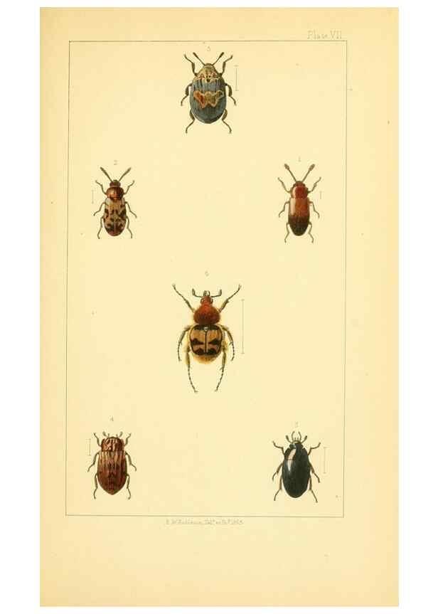 Reproducción/Reproduction 49535128361: British beetles: an introduction to the study of our indigenous Coleoptera.. London,L. Reeve & Co.,1866.. 