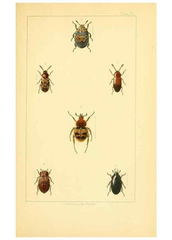 Reproducción/Reproduction 49535128361: British beetles: an introduction to the study of our indigenous Coleoptera.. London,L. Reeve & Co.,1866.. 