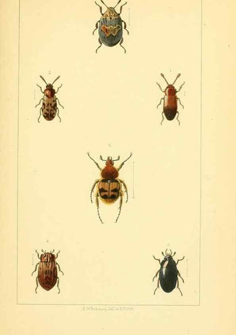 Reproducción/Reproduction 49535128361: British beetles: an introduction to the study of our indigenous Coleoptera.. London,L. Reeve & Co.,1866.. 