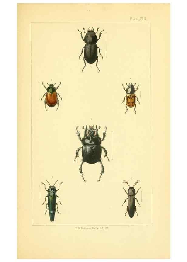 Reproducción/Reproduction 49535357267: British beetles: an introduction to the study of our indigenous Coleoptera.. London,L. Reeve & Co.,1866.. 