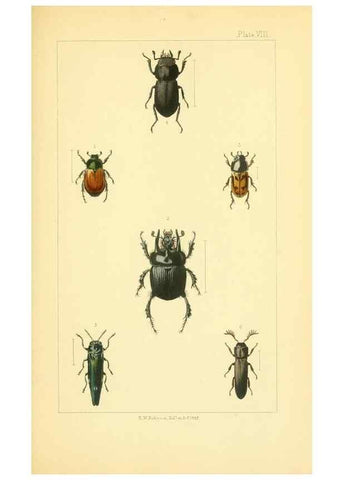 Reproducción/Reproduction 49535357267: British beetles: an introduction to the study of our indigenous Coleoptera.. London,L. Reeve & Co.,1866.. 