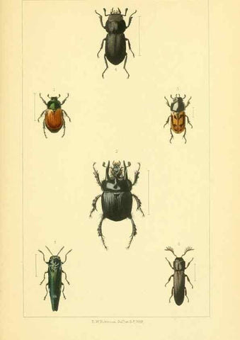 Reproducción/Reproduction 49535357267: British beetles: an introduction to the study of our indigenous Coleoptera.. London,L. Reeve & Co.,1866.. 